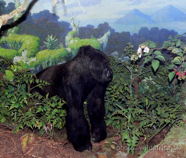 Picture 088.jpg - Carl Akeley´s grave is on the foothills of Virunga Mountains in Central Africa. The panorama depicted in this diorama he considered as one of the most beautiful views of the world.